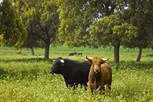 Chestnuts: Two Bulls in a meadow in Andalusia Spain
