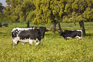 Tauruses: Bulls in a meadow in Andalusia Spain