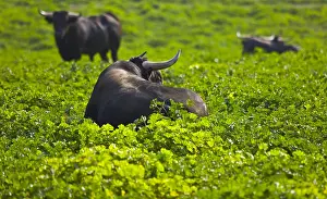 Unsharp: Bulls in a meadow in Andalusia Spain