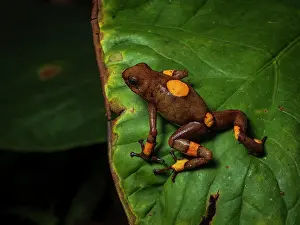 Harlequin: bullseye Poison-frog (Oophaga histrionica), oran