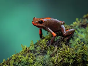 Mosses: bullseye Poison-frog (Oophaga histrionica), oran