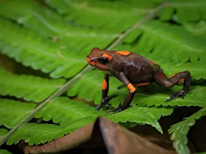 Frond: bullseye Poison-frog (Oophaga histrionica), oran