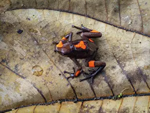 Harlequin: bullseye Poison-frog (Oophaga histrionica), oran