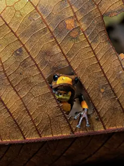 Glances: bullseye Poison-frog (Oophaga histrionica), oran