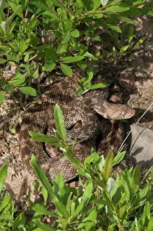 Gopher: The Bullsnake
