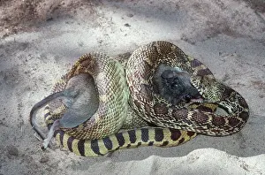 Constricting: Bullsnake Eating Woodrat