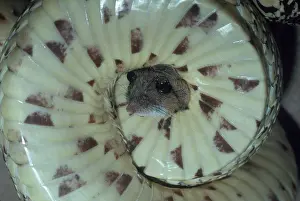 Constricting: Bullsnake Squeezing Mouse