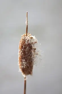 Cattail: Bulrush