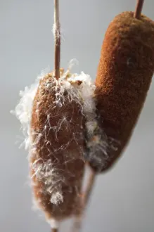 Cattail: Bulrush