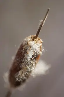 Cattail: Bulrush