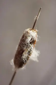 Cattail: Bulrush