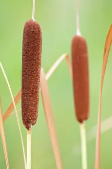 Cattail: Bulrush