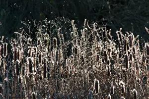 Latifolia: Bulrush with wind blowing seeds