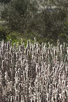 Blowing: Bulrush with wind blowing seeds
