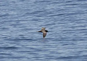 Petrels: Bulwer's Petrel - in flight over sea