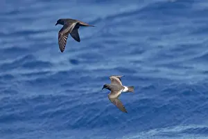Madeiran: Bulwer's Petrel and Madeiran Storm-Petrel (Oceanodroma