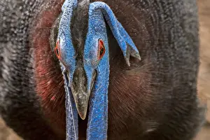 Wattled: Bulwer's pheasant, Bulwer's wattled pheasant, white-tailed