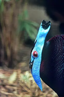 Lophura: Bulwer's Wattled Pheasant - male