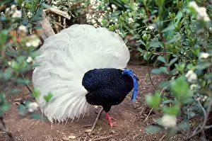 Lophura: Bulwer's Wattled Pheasant and White-tailed Wattled