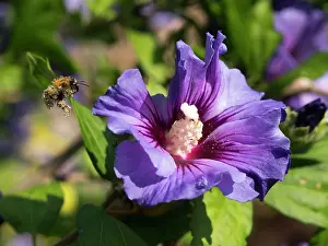 Bumble: Bumble Bee