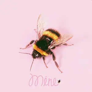 Bumble: Bumble Bee