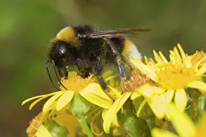 Inescts: Bumble Bee - collecting nectar
