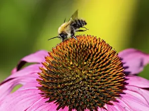 Bumble: Bumble Bee, feeding on Cone Flower, in Garden