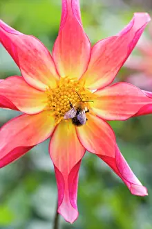 Bumble: Bumble Bee - feeding on Dahlia flower