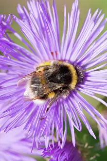 Erigeron: Bumble Bee - feeding on Erigeron flower