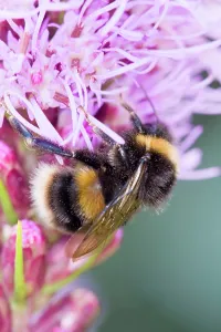 Spicata: Bumble Bee feeding from Liastris spicata Gay feathers