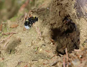 Bombus: Bumble Bee - flying to nest