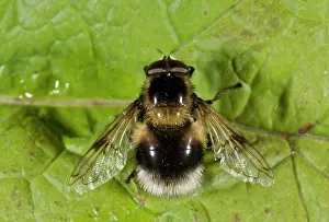 Bumble: Bumble-bee Mimic Hoverfly - mimicking a White-tailed