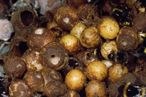Bumble: Bumble Bee - nest