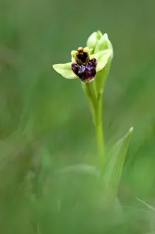 Bumble Bee Orchid