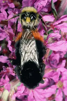 Bumble: Bumble Bee - pair mating