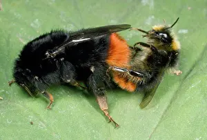 Bumble: Bumble Bee - pair mating