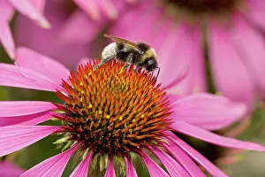 Coneflowers: Bumble Bee - on Purple Coneflower (Echinacea purpurea)