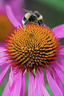 Coneflowers: Bumble Bee - on Purple Coneflower (Echinacea purpurea)