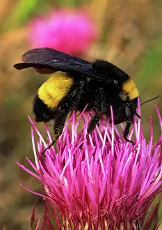 Bombus: Bumble Bee on thistle