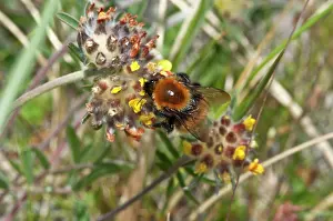 Bumblebees: Bumblebee