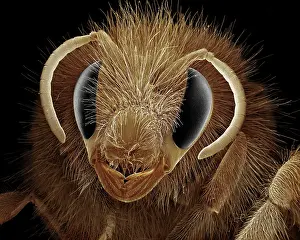 Bumblebees: Bumblebee