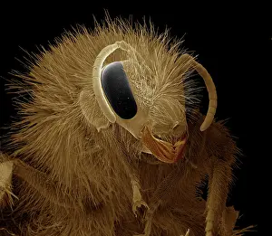 Bumble: Bumblebee