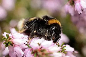 Bombus: Bumblebee