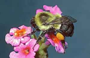 Pollinating: Bumblebee