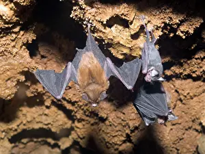 Kittiss: Bumblebee Bats / Kitti's Hog Nosed bats - From