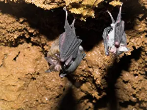 Kittiss: Bumblebee Bats / Kitti's Hog Nosed bats - From