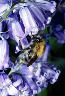Bumblebees: BUMBLEBEE - ON BLUEBELL