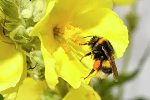 Bombus: Bumblebee (Bombus) collecting pollen from a mullein