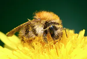 Bombus: Bumblebee (Bombus pascuorum) full of pollen on yellow flower