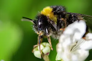 Hexapoda: Bumblebee (Bombus sp) feeding using proboscis in